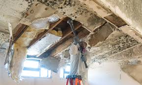 Environmental Consulting for Mold Prevention in Bowling Green, FL